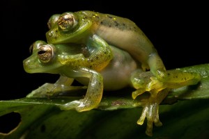 Mating Emerald glass frogs