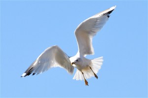 illustration signs from god seagull