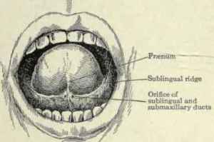 illustration sous la langue