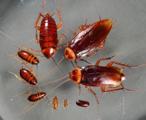 american cockroach life stages