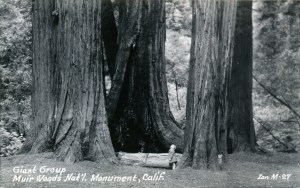 illustration muir woods