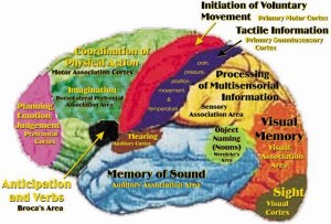 illustration temporal lobe epilepsy