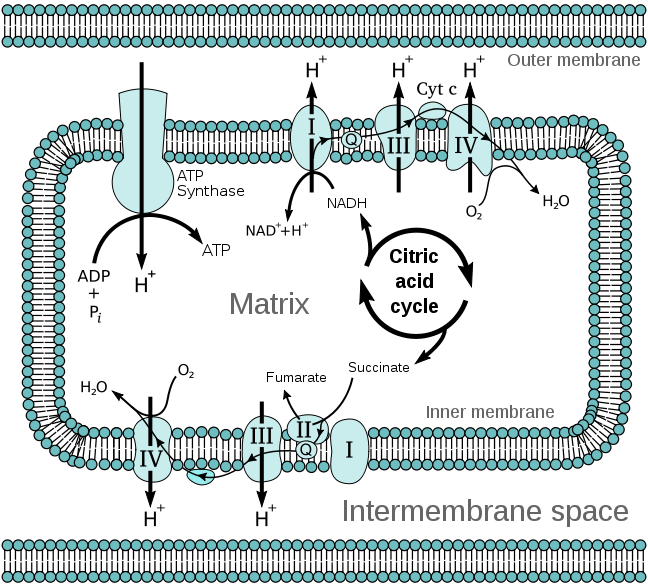mitochondrial_electron_transport_chain_wiki_pd