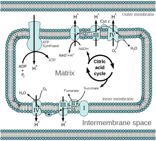 mitochondrial_electron_transport_chain_wiki_pd